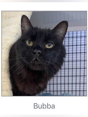 Tree House Humane Society 100% Donation🐱💚